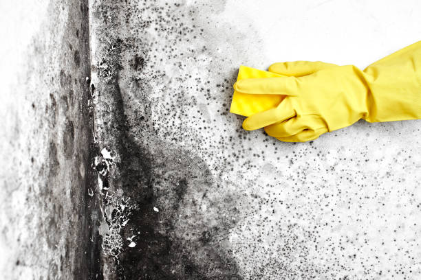 Best Toxic Mold Removal  in Oakton, VA