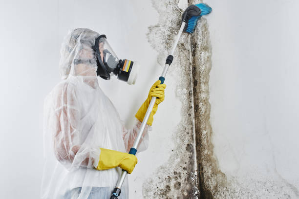Crawl Space Mold Removal in Oakton, VA