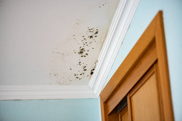 Home Mold Removal in Oakton, VA