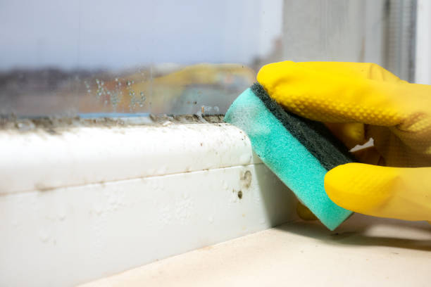 Best Local Mold Removal Service  in Oakton, VA