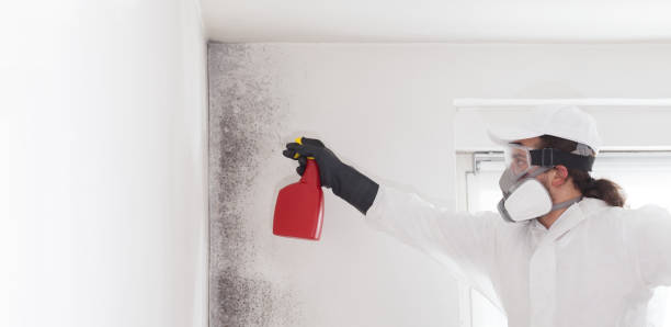 Best Emergency Mold Removal  in Oakton, VA