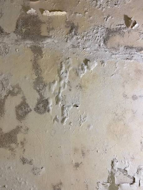 Best Same-Day Mold Removal  in Oakton, VA