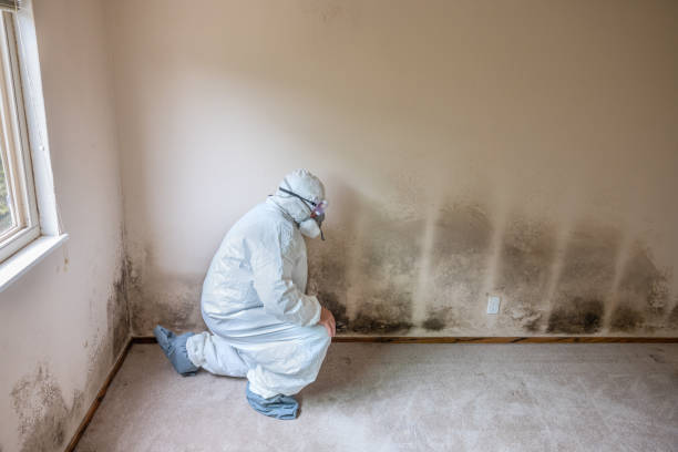 Best Residential Mold Removal  in Oakton, VA