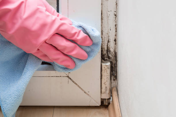 Best Black Mold Removal  in Oakton, VA